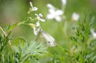 la forme et le fond Travaux Photographiques Papillon blanc dans l'herbe IMGP4419