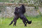 la forme et le fond Travaux Photographiques Deux poney jouent IMGP9234